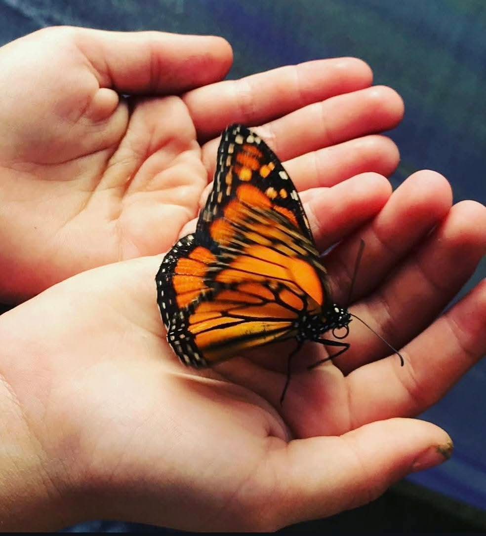 Monarch in small hands